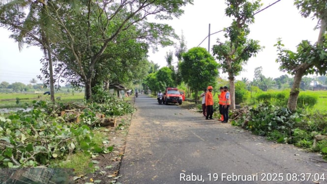 TKP Pohon tumbang di Kabupaten Malang