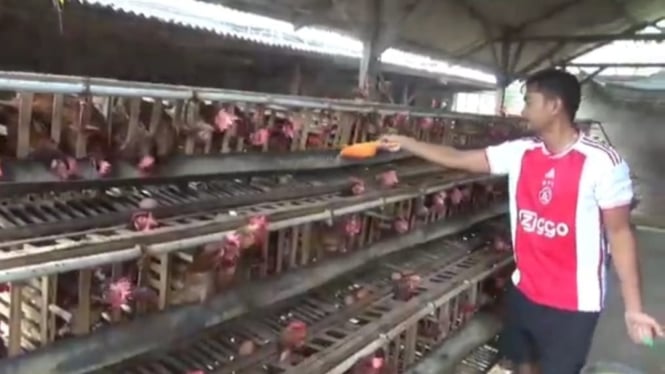 Peternak ayam petelur di Jombang.