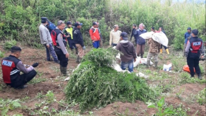 Penemuan Ladang Ganja di kawasan TNBTS