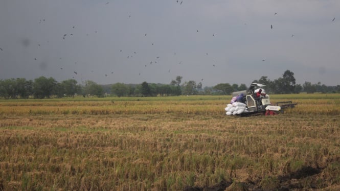 Panen padi yang dilakukan petani di Jombang.