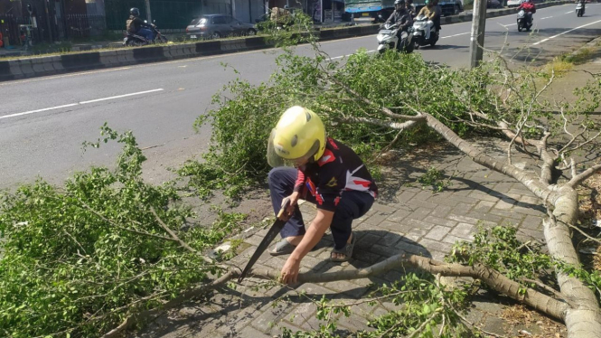 Petugas melakukan pemotongan ranting pohon yang patah