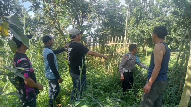 TKP pencurian hasil pertanian Alpukat di Malang