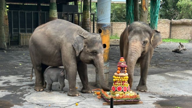 Diah, anak gajah yang baru lahir di Batu Secret Zoo