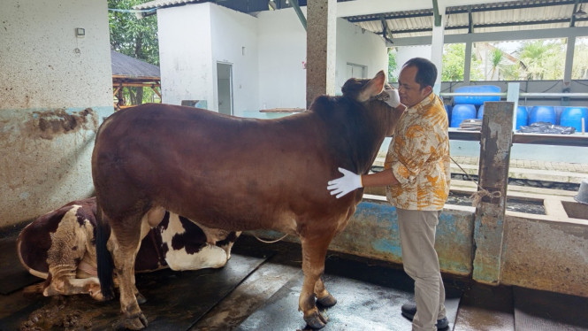 Pengecekan hewan kurban sapi