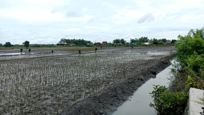 Tanaman semangka yang rusak dan diganti tanaman padi
