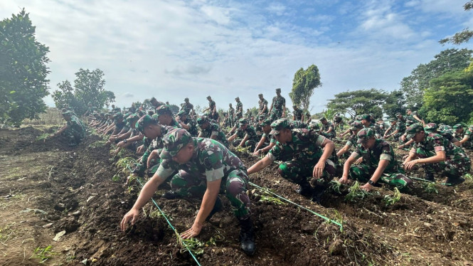 Anggota Poltekad saat menanam ubi secara serentak