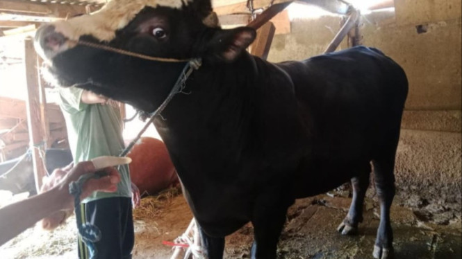 Sapi Simental milik peternak di Kota Malang