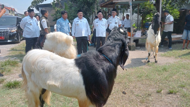 Bupati Jombang, saat cek kesehatan hewan kurban.