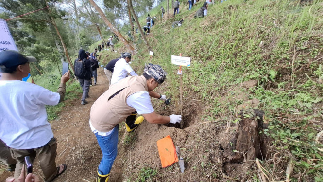 Penanaman cemara gunung di kawasan TNBTS oleh PLN
