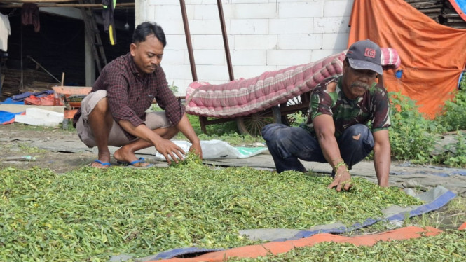 Petani tembakau yang panen dini di Kabuh
