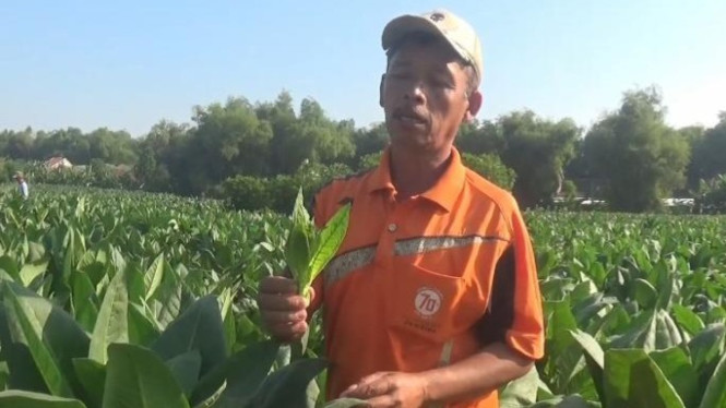 Petani tembakau di Kabuh Jombang