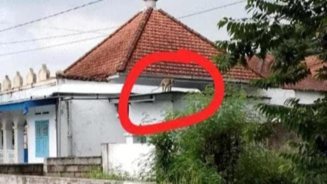 Monyet liar yang menyerang warga