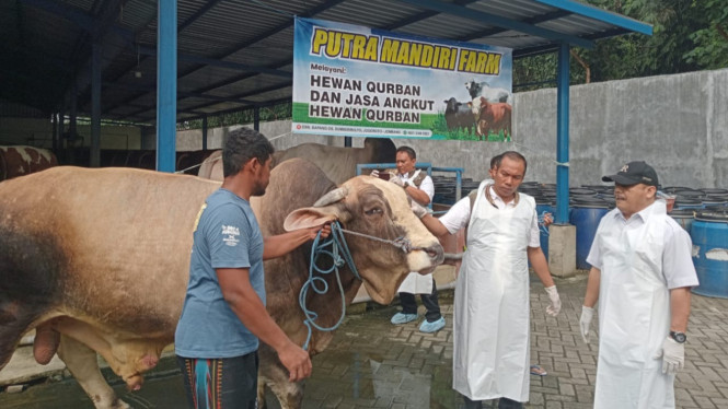 Kadis Peternakan Jombang, M Saleh saat cek ternak