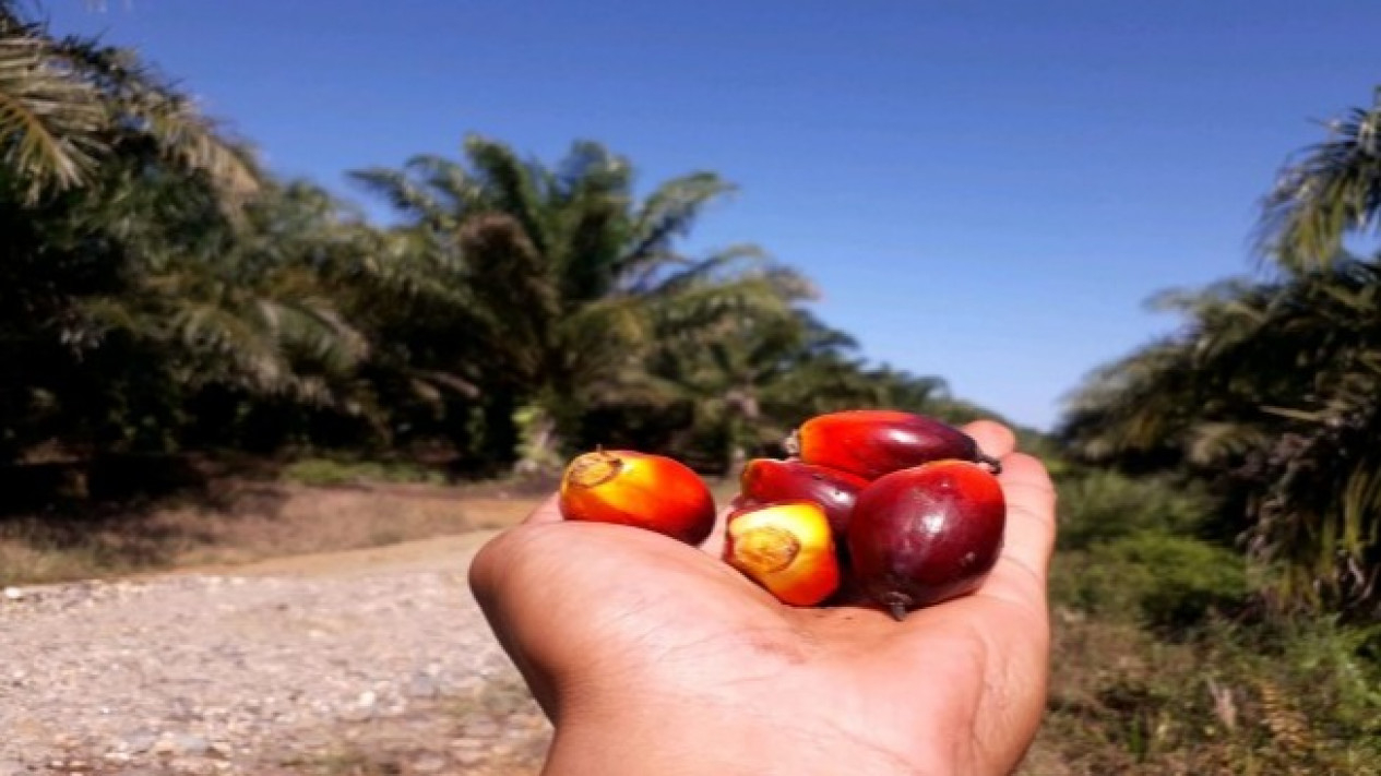 Ilustrasi buah sawit.