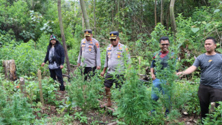 Polisi Ungkap Ladang Ganja di Kawasan Tahura Karo, 2 Pelaku Ditangkap