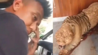 Oknum Prajurit TNI Kuliti Harimau Pajangan Komandannya, Ketangkap Saat Bawa Truk