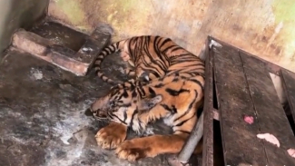 Harimau Sumatera bernama Bintang Sorik di kandang Medan Zoo. Harimau Sumatera bernama Bintang Sorik di kandang Medan Zoo.