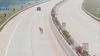 Sapi masuk jalan tol Indrapura - Kisaran. Sapi masuk jalan tol Indrapura - Kisaran.