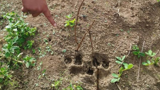 Jejak kaki yang diyakini Harimau Sumatera di ladang waga di Dairi. Jejak kaki yang diyakini Harimau Sumatera di ladang waga di Dairi.