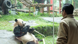 Benahi Medan Zoo, Rico Waas 'Berguru' ke Taman Safari Indonesia Bogor