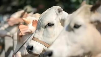 Idul Adha 1446 H, Karyawan Muslim PalmCo Salurkan 1.586 Hewan Qurban Kepada Masyarakat