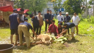 Iduladha 1446 Hijriah, DPW Partai NasDem Sumut Sembelih 3 Ekor Sapi