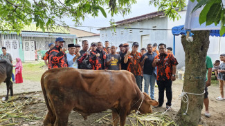 Rommy Van Boy Salurka 1 Ekor Sapi Kurban untuk Warga Sari Rejo Medan