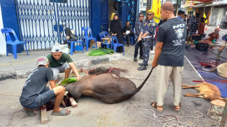 DPD AMPI Sumut Sembelih 8 Ekor Hewan Kurban: Momen Pererat Ukhuwah Antara Kader