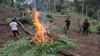 Mendaki Gunung Terjal, Polres Madina Temukan Ladang Ganja Seluas 6 Hektar