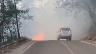 Kebakaran Hutan di Menara Pandang Samosir, Luas Area Terbakar Capai 50 Hektar