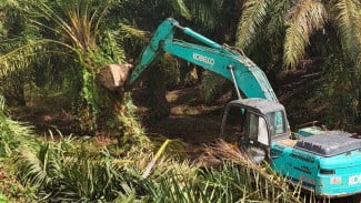 Pulihan Kawasan Hutan, Kemenhut Musnahkan 360 Hektar Sawit di Kawasan Taman Nasional Gunung Leuser