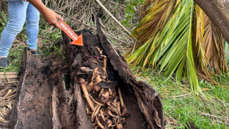 Tulang Belulang Manusia Ditemukan di dalam Pohon Aren Bikin Geger Warga di Sergai