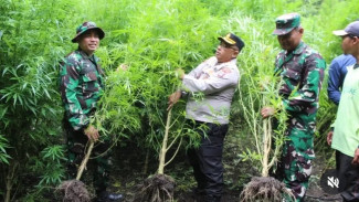 Ladang Ganja Ditemukan di Kabupaten Karo, Polisi Musnahkan 400 Batang