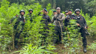 Brimob Polda Sumut Berhasil Ungkap Ladang Ganja Seluas 10 Hektar di Perbukitan Mandailing Natal