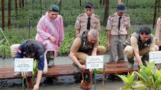 Pemprov Sumut Catat Penanaman Mangrove Telah Mencapai 8.307 Hektare