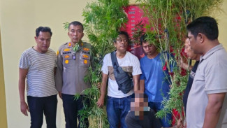 Tanam Pohon Ganja di Belakang Rumah, 3 Pria di Sergai Ditangkap Polisi