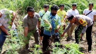 Ladang Ganja Kembali Ditemukan di Kabupaten Karo Lalu, Polisi Ringkus Seorang Pelaku