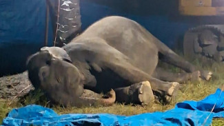Gajah Betina Penghuni Rahmat Zoo & Park Mati, dengan Catatan Penyakit Komplikasi Hingga Menurunnya Nafsu Makan