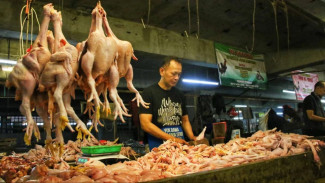 Klaim Harga Daging Ayam Stabil, Pemprov Sumut Sebut Rp 45 Per Kilogram