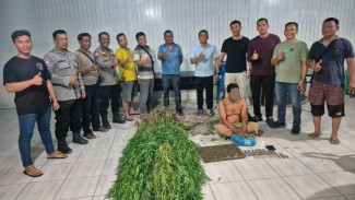 Pria Asal Tanjung Morawa Gagal Panen, Usai Tanaman Ganja di Lahan Kosong Duluan di 'Petik' Polisi
