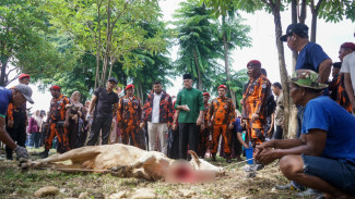 MPW Pemuda Pancasila Sumut Sembelih 17 Hewan Kurban di Medan dan Aceh Tamiang, Lalu Disalurkan ke 12 Panti Asuhan
