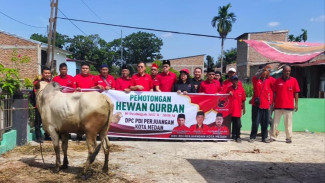 Wujud Kepedulian PDIP Medan di Hari Raya Iduladha 1447 Hijriah, Salurkan 4 Sapi Kurban ke Tiga Masjid di Medan