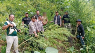 Polsek Kuala Berhasil Ungkap Ladang Ganja di Kabupaten Langkat, Seorang Pria Ditangkap