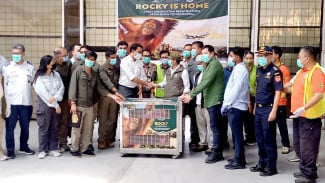 Sambut Kepulangan Orangutan Sumatera dari India di Bandara Kualanamu, Raja Juli: Kita Berbangga Hati dan Senang Sekali