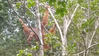 GJI dan LPHD Permata Hijau Ungkap Titik Sarang Orangutan Tapanuli di Penyangga Gunung Lubuk Raya