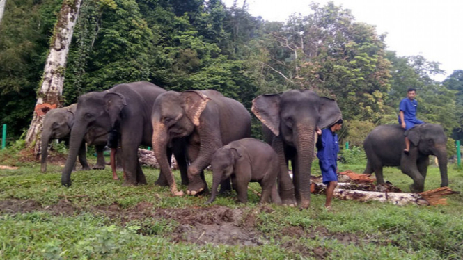 Konservasi gajah Sumatera di PLSK Tangkahan.