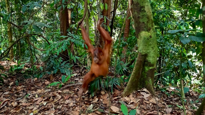 Orangutan Sumatera di ekowisata Bukit Lawang.