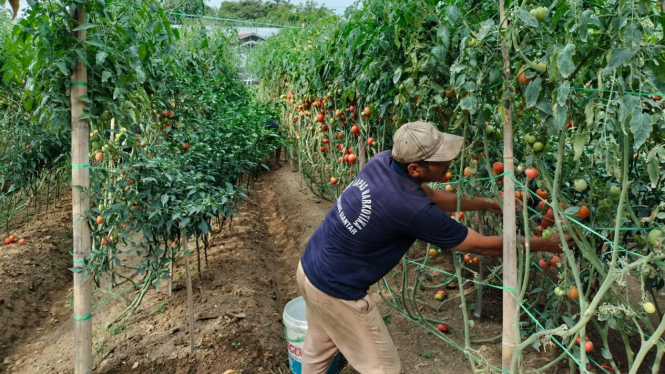 Warga binaan Lapas Narkotika Pematangsiantar sedang mengelola tanaman tomat.