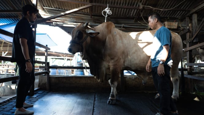 Daging kurban sapi seberat 1,3 ton diserahkan kepada 700 keluarga.