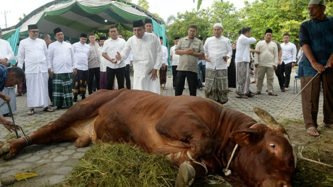 Gubernur Sumut, Edy Rahmayadi saksikan sapi kesayangannya disembelih.